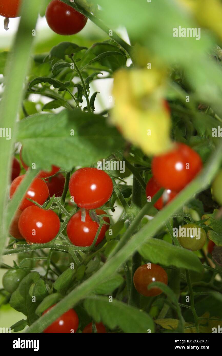 un mazzo di pomodori ciliegini maturi su un primo piano ramo Foto Stock