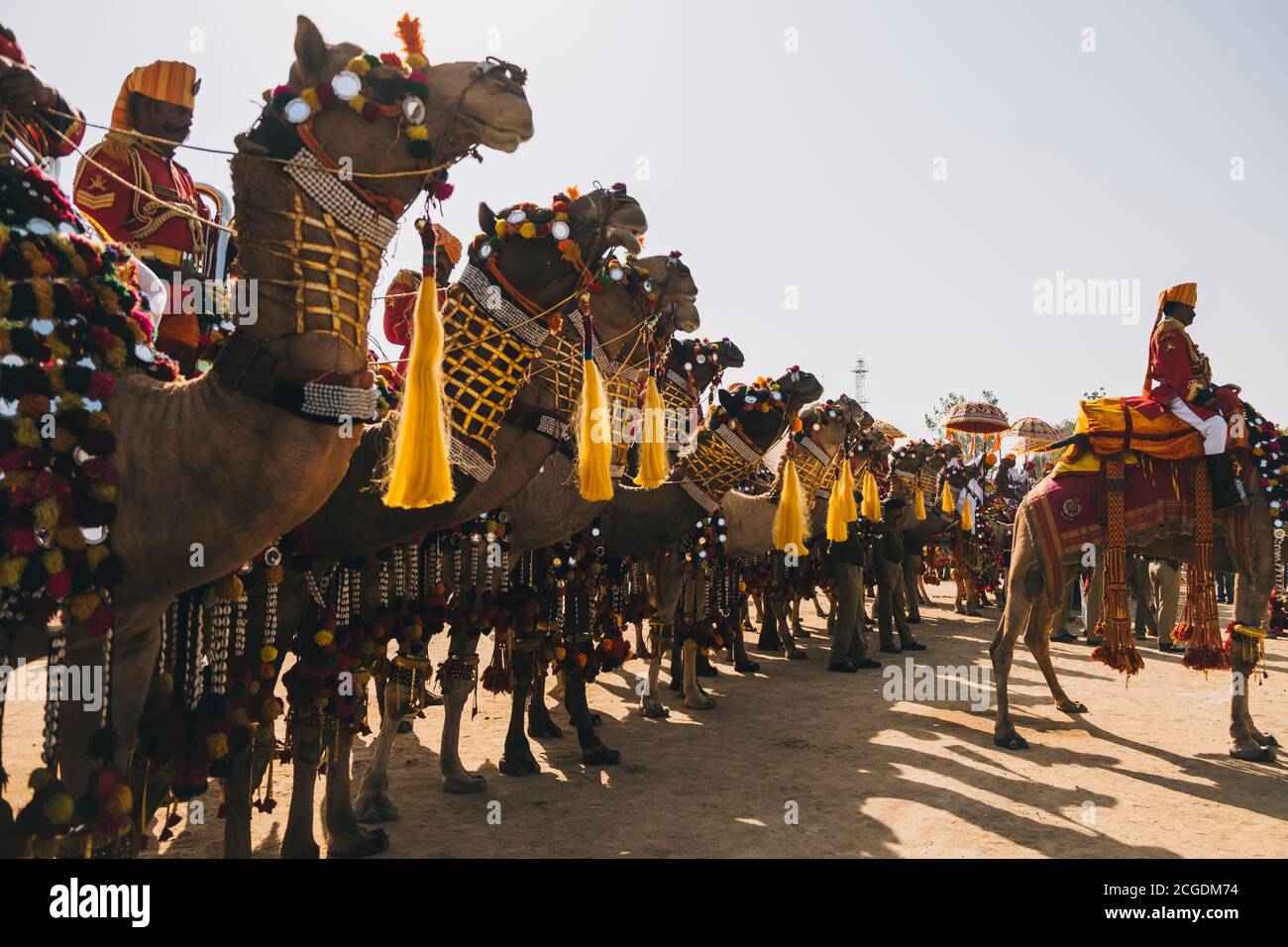 Gruppo di cammelli decorati con i loro cavalieri Rajasthani Il Festival del deserto di Jaisalmer Foto Stock