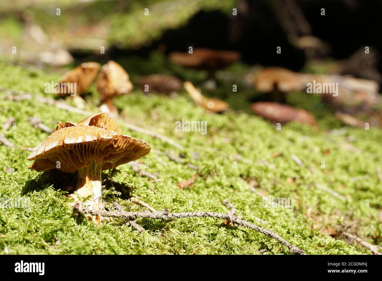 Un singolo fungo sul pavimento verde della foresta con una fotografia di primo piano di uno spazio negativo. Foto Stock