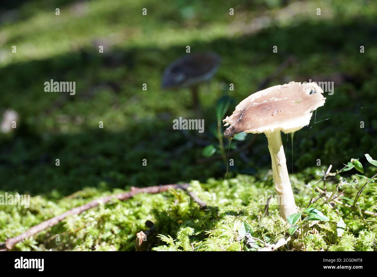 Un singolo fungo sul pavimento verde della foresta con una fotografia di primo piano di uno spazio negativo. Foto Stock