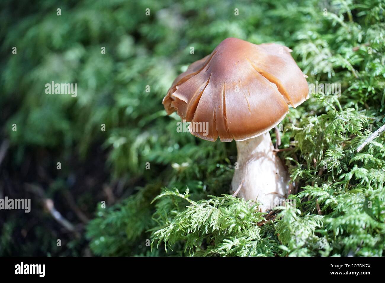 Un singolo fungo sul pavimento verde della foresta con una fotografia di primo piano di uno spazio negativo. Foto Stock
