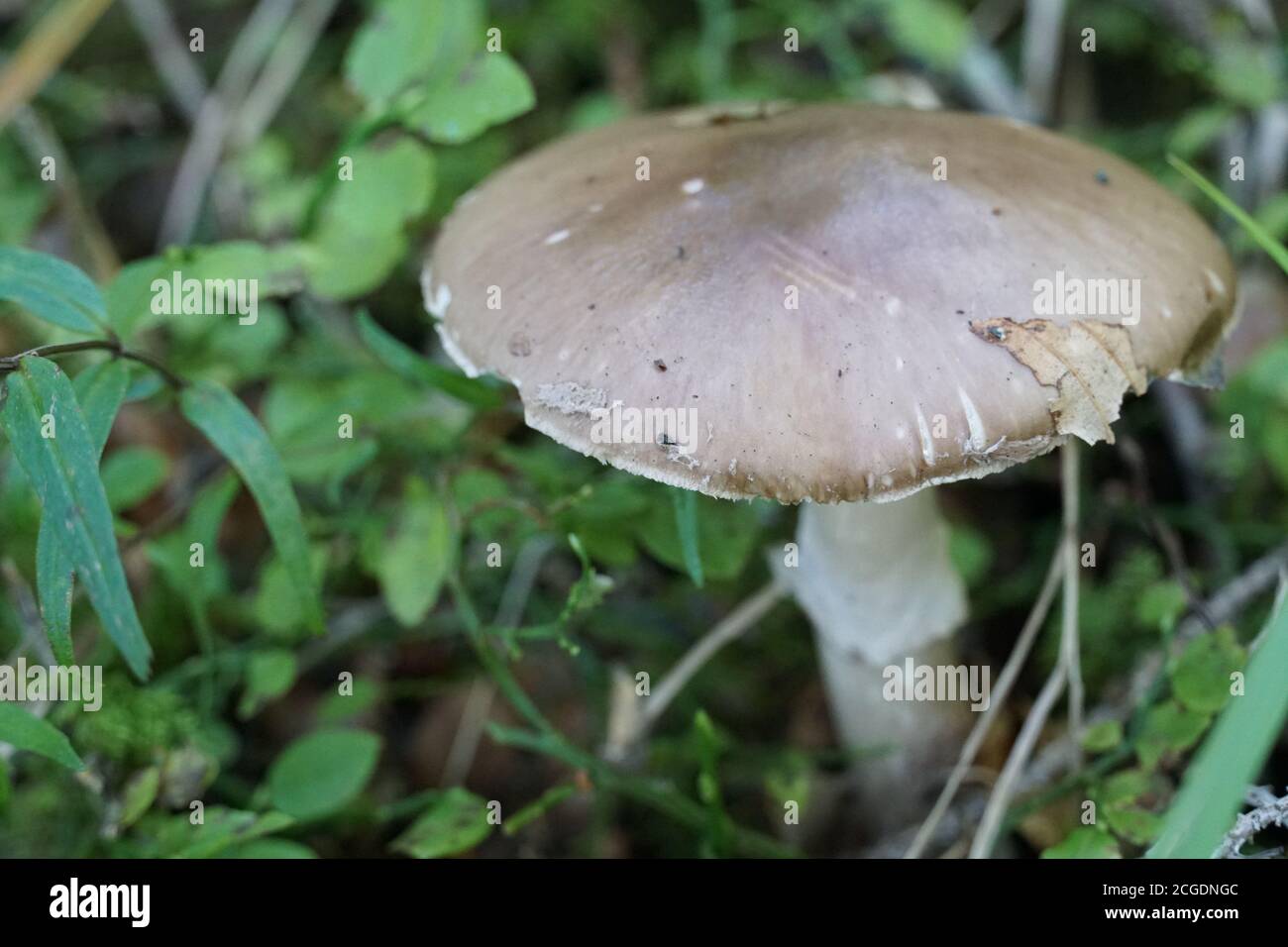 Un singolo fungo sul pavimento verde della foresta con una fotografia di primo piano di uno spazio negativo. Foto Stock