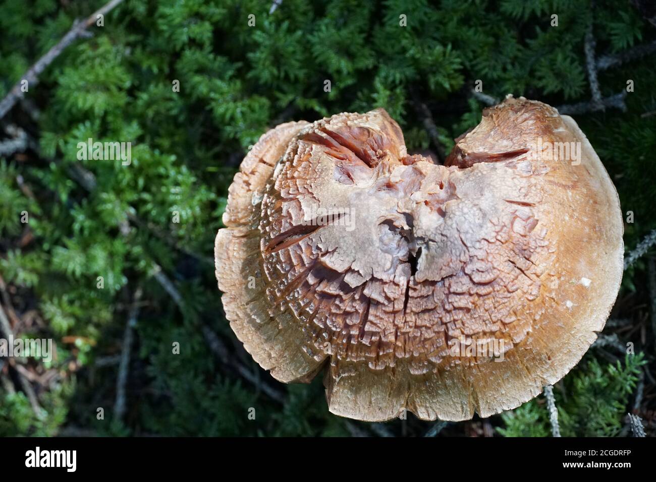 Un singolo fungo sul pavimento verde della foresta con una fotografia di spazio a copia negativa. Inquadratura ad angolo elevato. Foto Stock