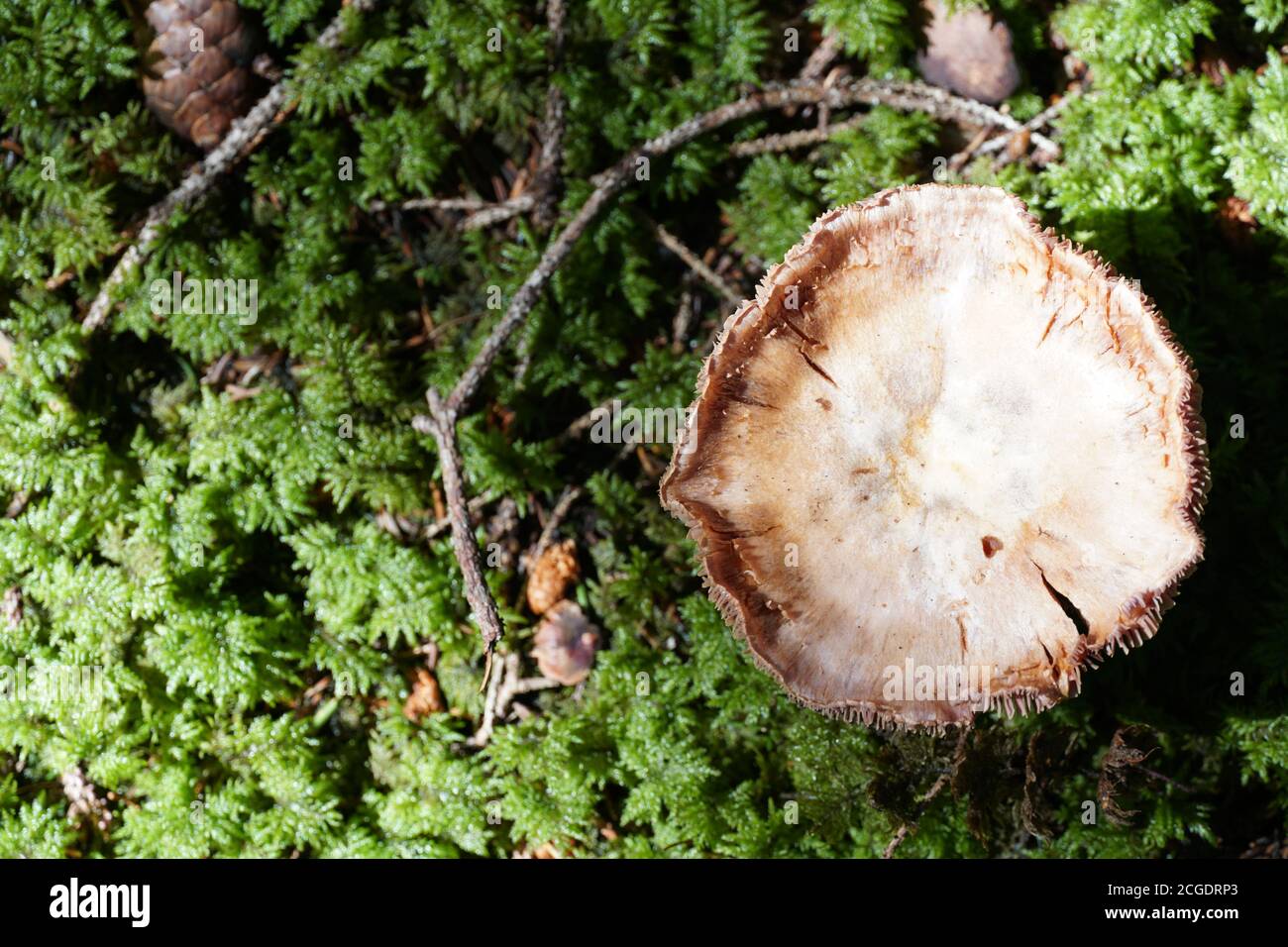 Un singolo fungo sul pavimento verde della foresta con una fotografia di spazio a copia negativa. Inquadratura ad angolo elevato. Foto Stock