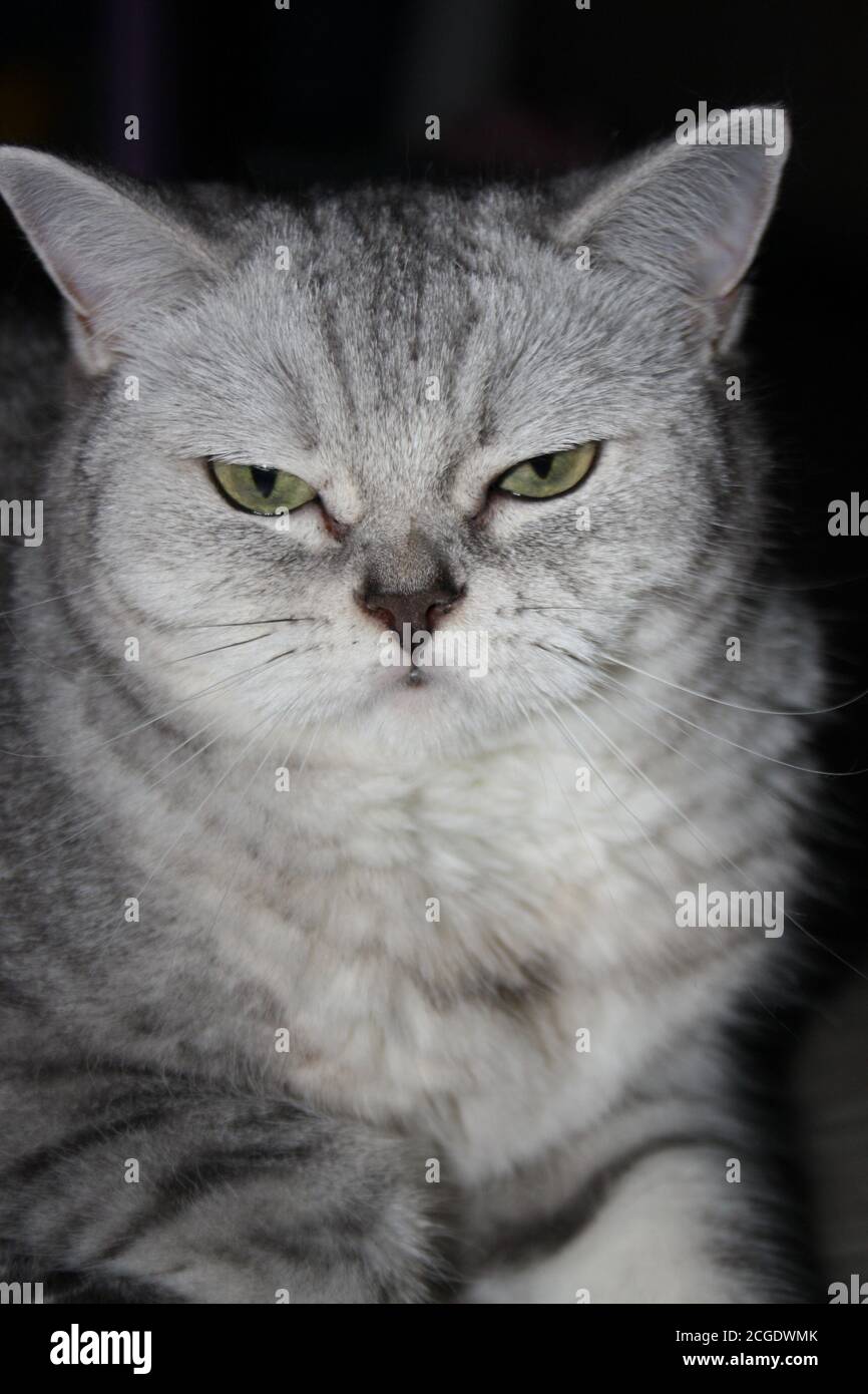 Ritratto in primo piano di un bellissimo gatto scozzese diritto d'argento Foto Stock