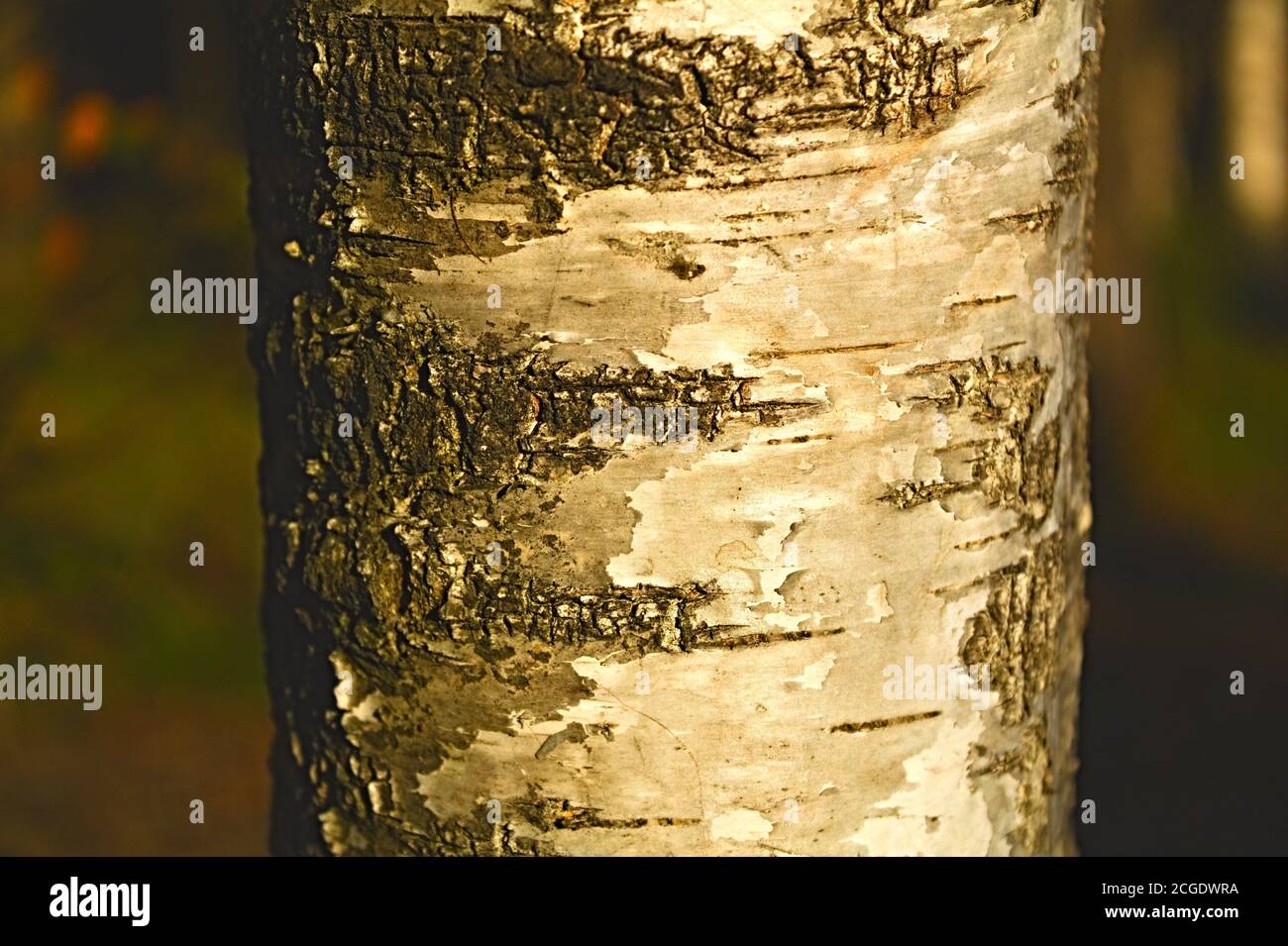closeup di corteccia di betulla d'argento Foto Stock