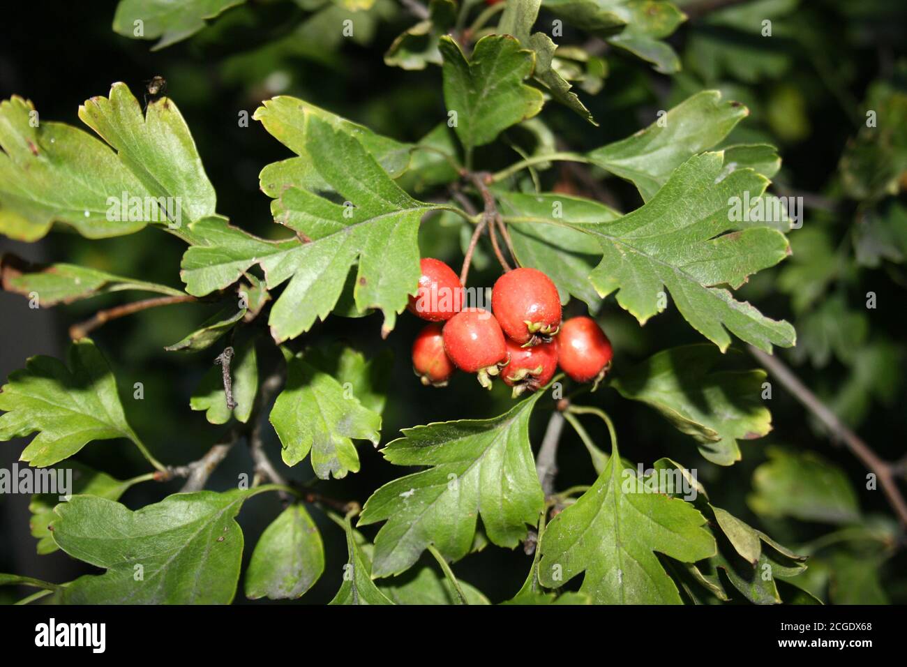 bacche rosse su un ramo da vicino Foto Stock