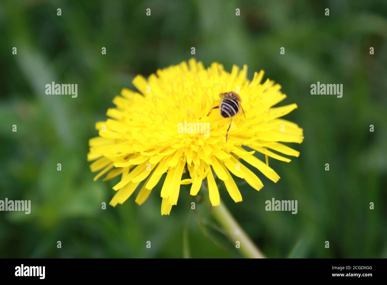 piccola ape selvatica seduta su un fiore di dente di leone Foto Stock