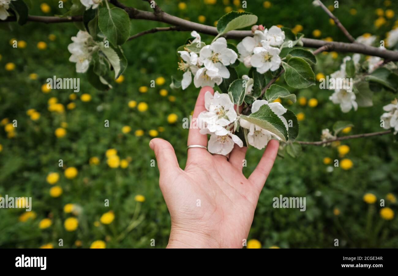 bella mano femminile tocca un ramo di una mela fiorente albero Foto Stock