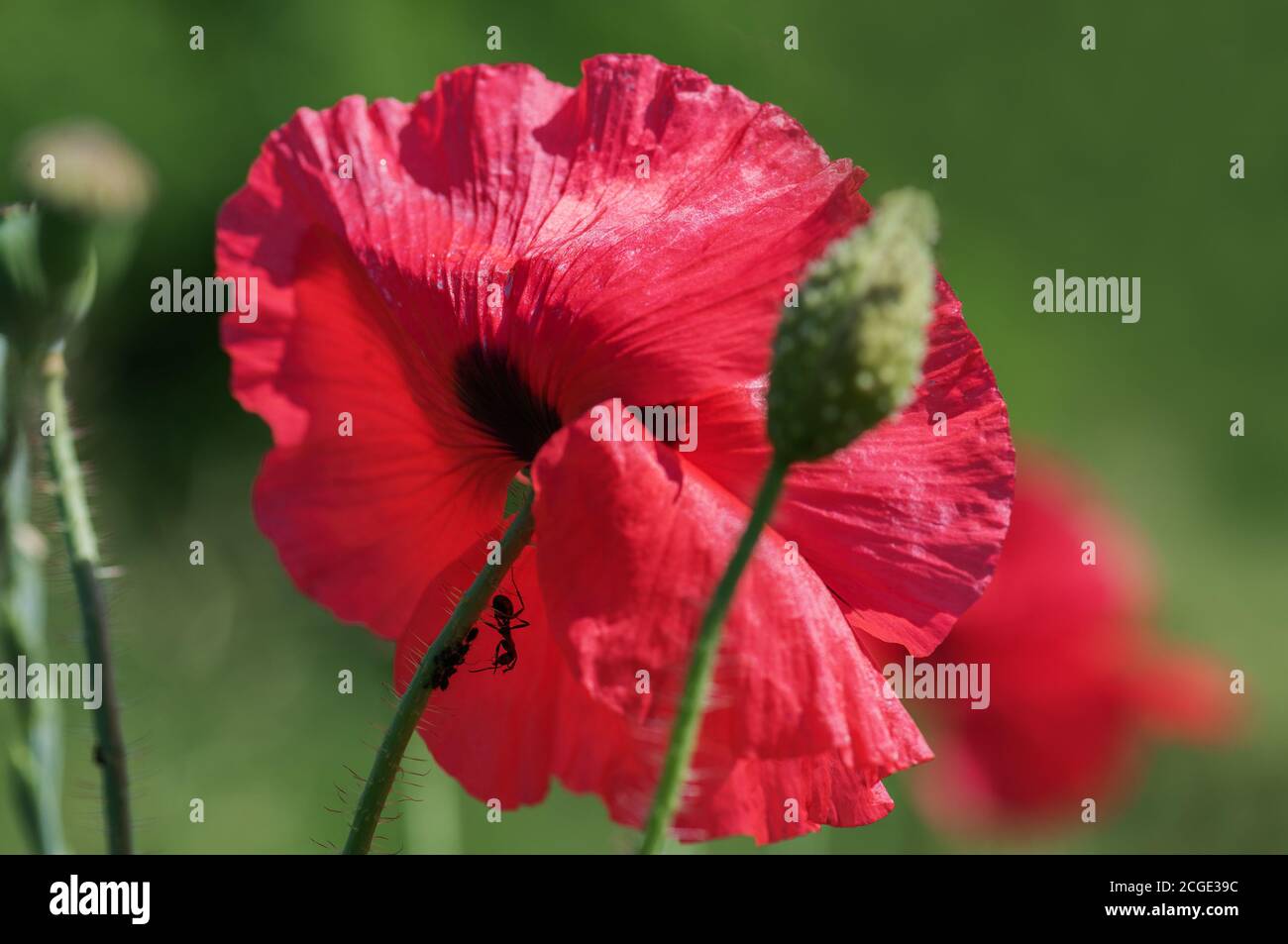 Formica e gruppo di afidi su un fiore di papavero. Macro. Concetto di relazione simbiotica. Foto Stock