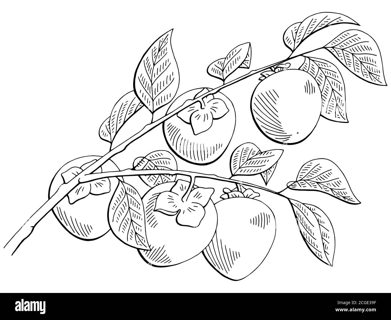 Persimmon frutta graphic branch nero bianco isolato schizzo illustrazione vettore Illustrazione Vettoriale