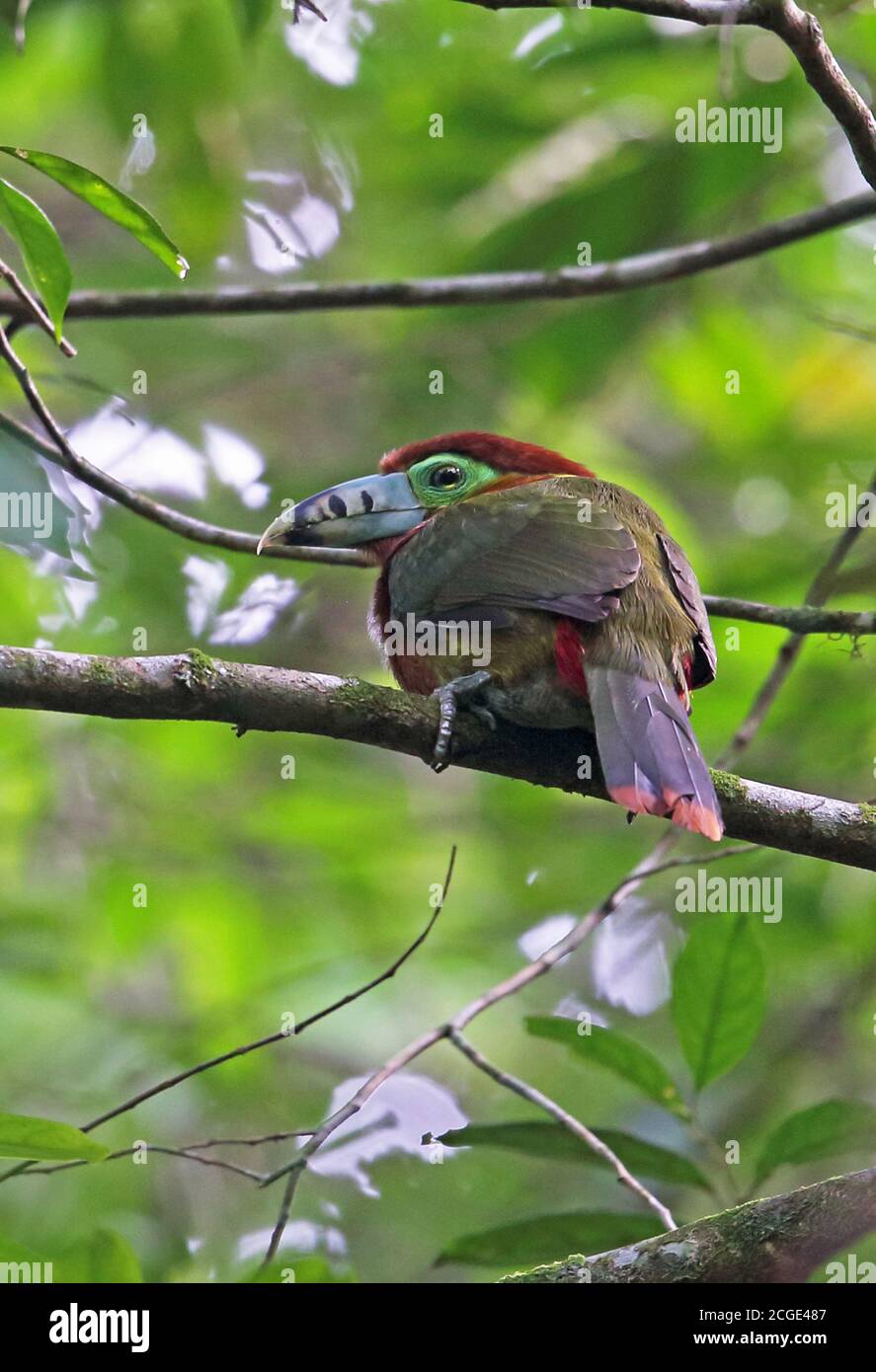 Toucanet (Selenidera maculirostris), una donna adulta arroccata sulla diramazione Atlantic Rainforest, Brasile Giugno Foto Stock