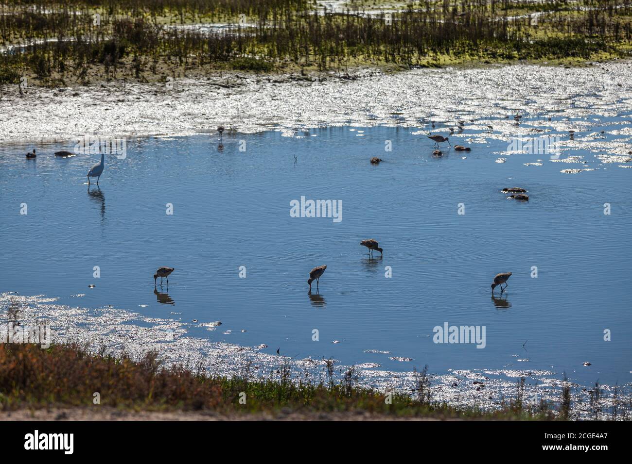 Uccelli acquatici, Bolsa Chica Ecological Reserve, Orange County, California, Stati Uniti Foto Stock