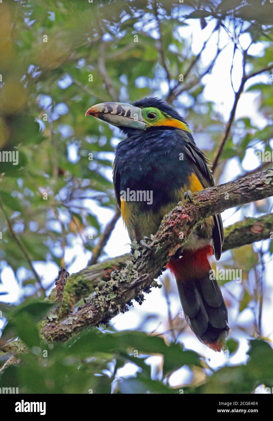 Toucanet (Selenidera maculirostris), con fatturazione a punti, maschio adulto arroccato sulla diramazione Atlantic Rainforest, Brasile Giugno Foto Stock