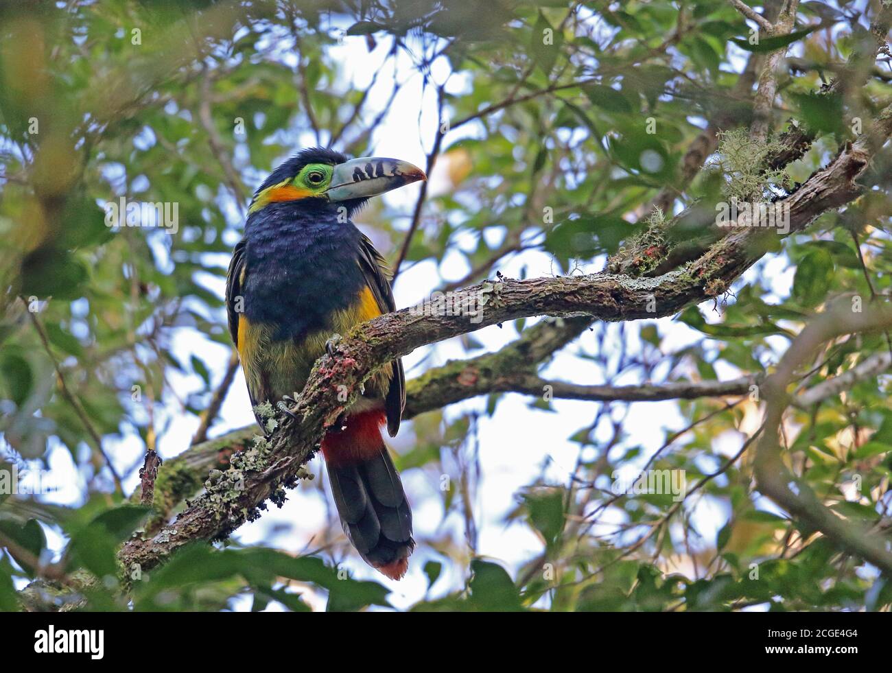 Toucanet (Selenidera maculirostris), con fatturazione a punti, maschio adulto arroccato sulla diramazione Atlantic Rainforest, Brasile Giugno Foto Stock