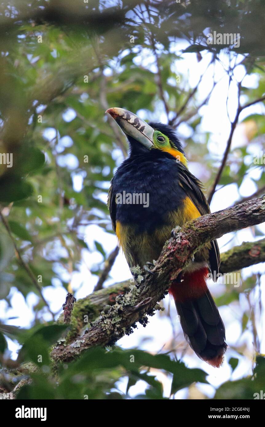 Toucanet (Selenidera maculirostris), con fatturazione a punti, maschio adulto arroccato sulla diramazione Atlantic Rainforest, Brasile Giugno Foto Stock