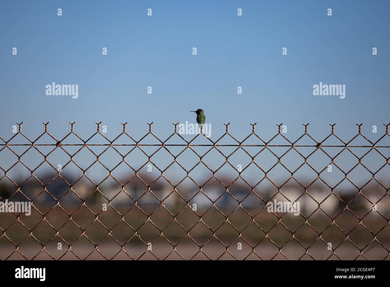 Hummingbird, Bolsa Chica Ecological Reserve, Orange County, California, Stati Uniti Foto Stock