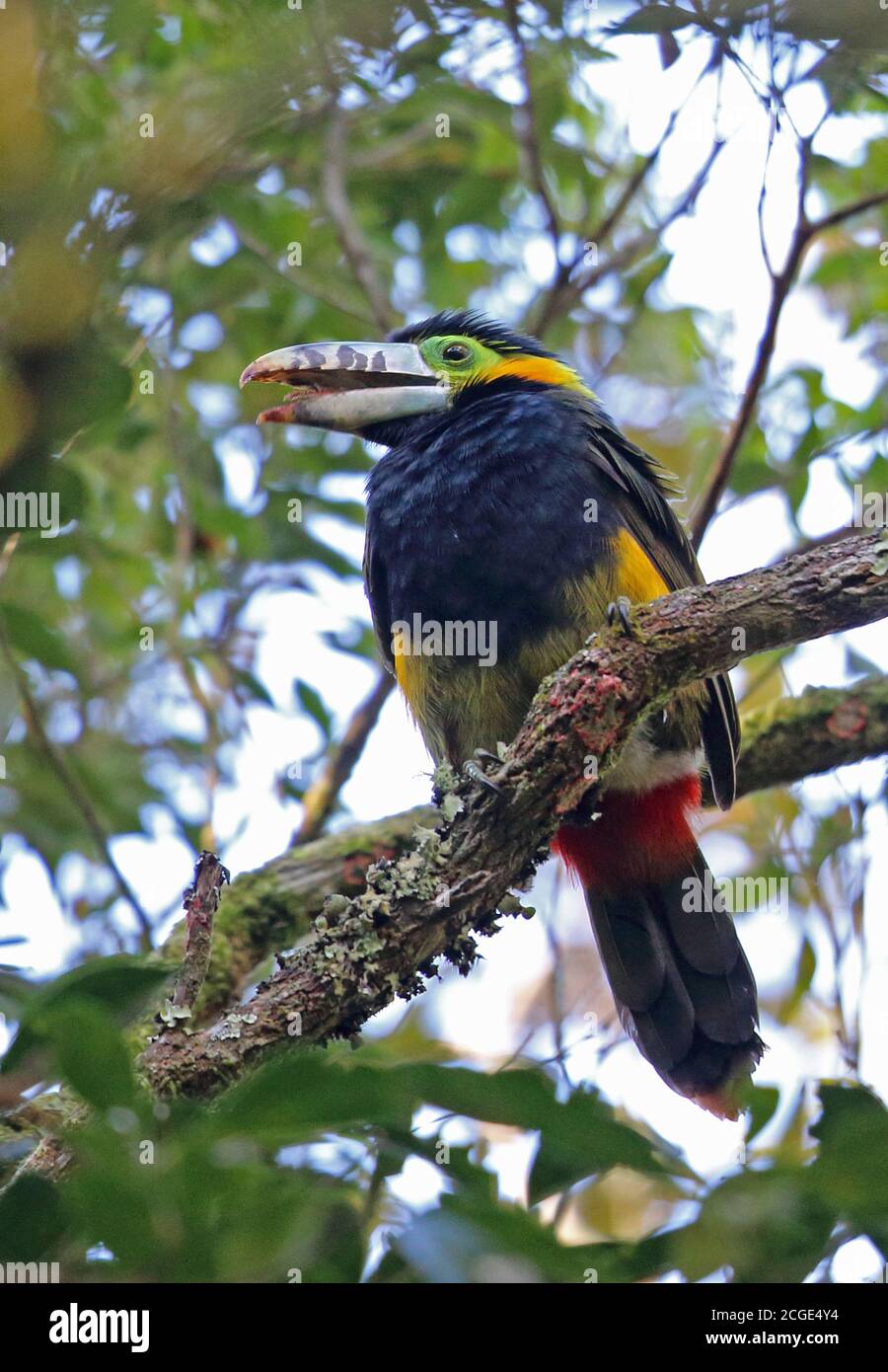 Toucanet (Selenidera maculirostris), un maschio adulto appollaiato sul ramo con fattura aperta Atlantic Rainforest, Brasile Giugno Foto Stock