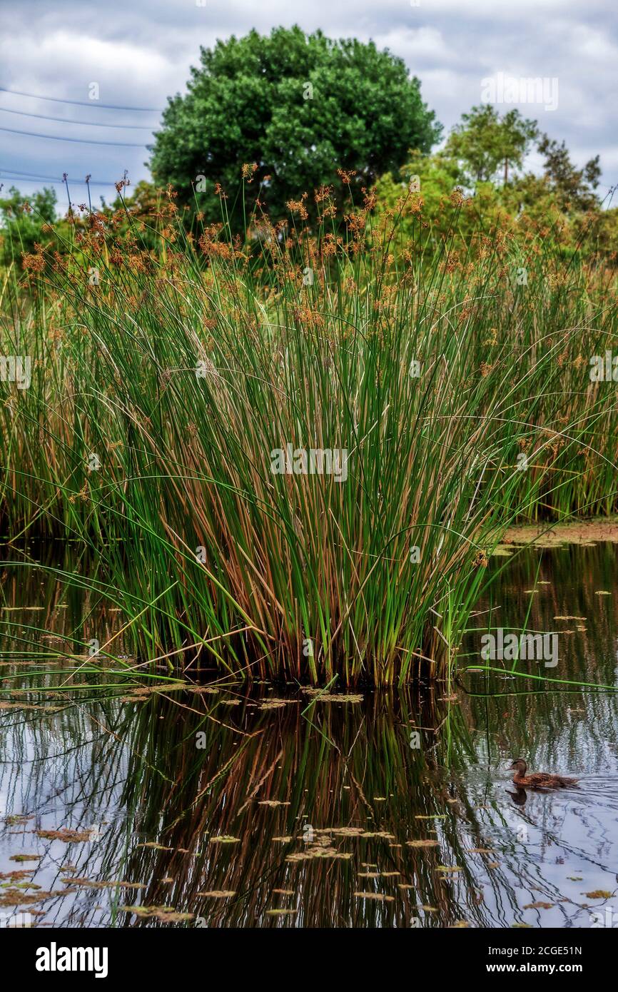 Erba alta (Tules) nella palude. Madrona Marsh Wetlands è una vera palude d'acqua dolce e si trova circa 43 ettari. torrance, California, Stati Uniti Foto Stock