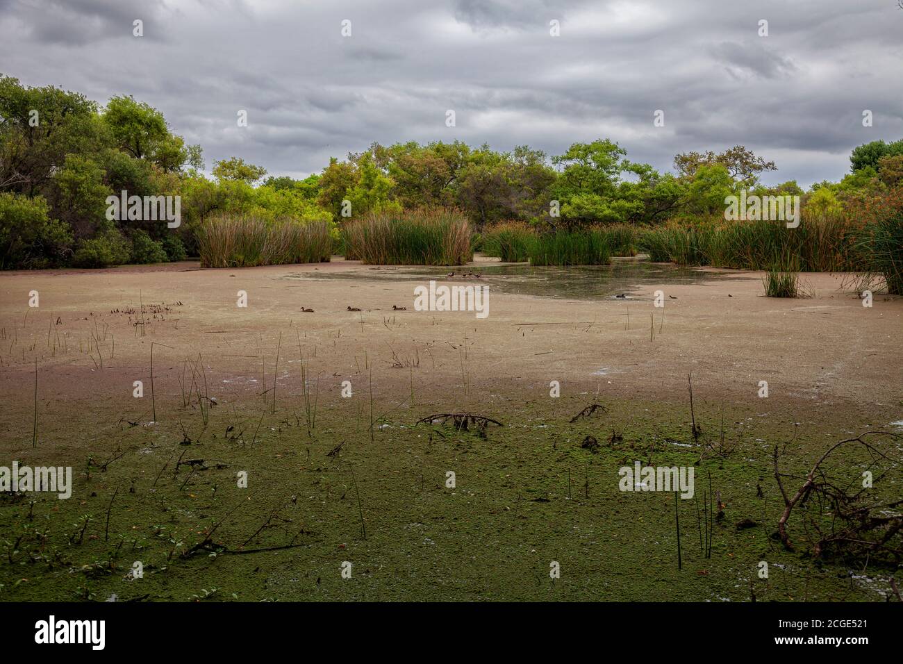 Madrona Marsh zone umide è un primaverile palude di acqua dolce ed è approssimativamente di 43 acri. TORRANCE, CALIFORNIA, STATI UNITI D'AMERICA Foto Stock