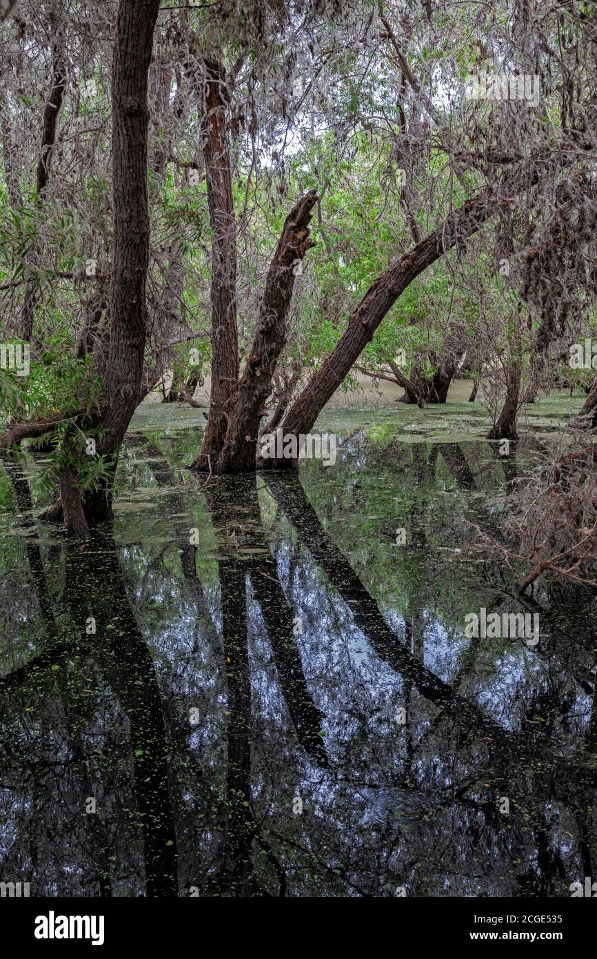 Black e Arroyo Willow alberi. Madrona Marsh Wetlands è una vera palude d'acqua dolce e si trova circa 43 ettari. torrance, California, Stati Uniti Foto Stock
