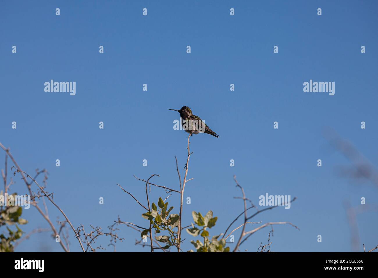 Hummingbird, Bolsa Chica Ecological Reserve, Orange County, California, Stati Uniti Foto Stock