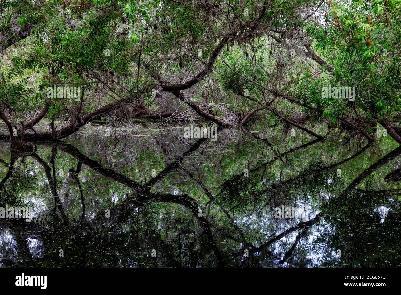 Black e Arroyo Willow alberi. Madrona Marsh Wetlands è una vera palude d'acqua dolce e si trova circa 43 ettari. torrance, California, Stati Uniti Foto Stock
