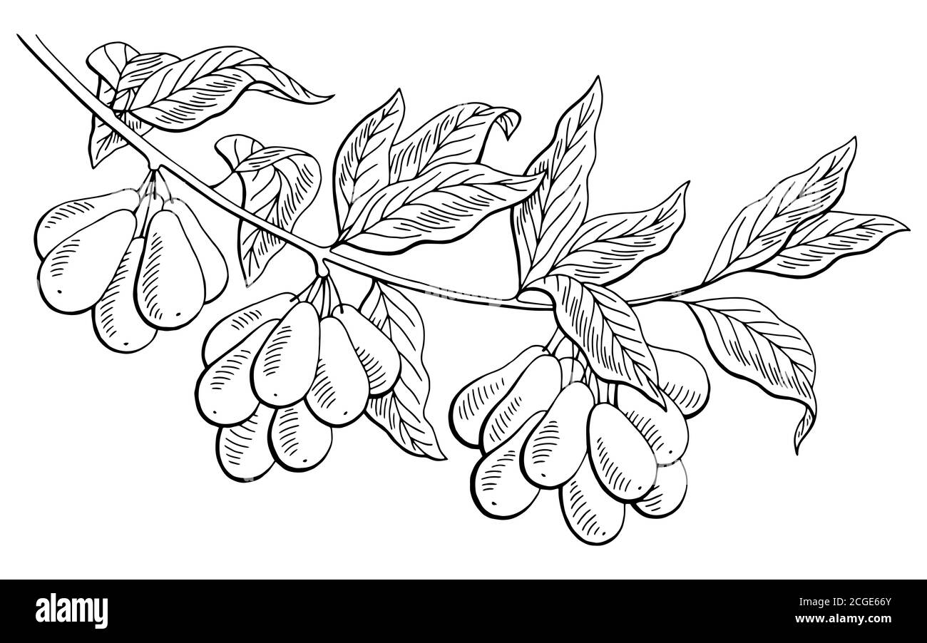 Dogwood bacca grafica ramo nero bianco isolato disegno vettore Illustrazione Vettoriale