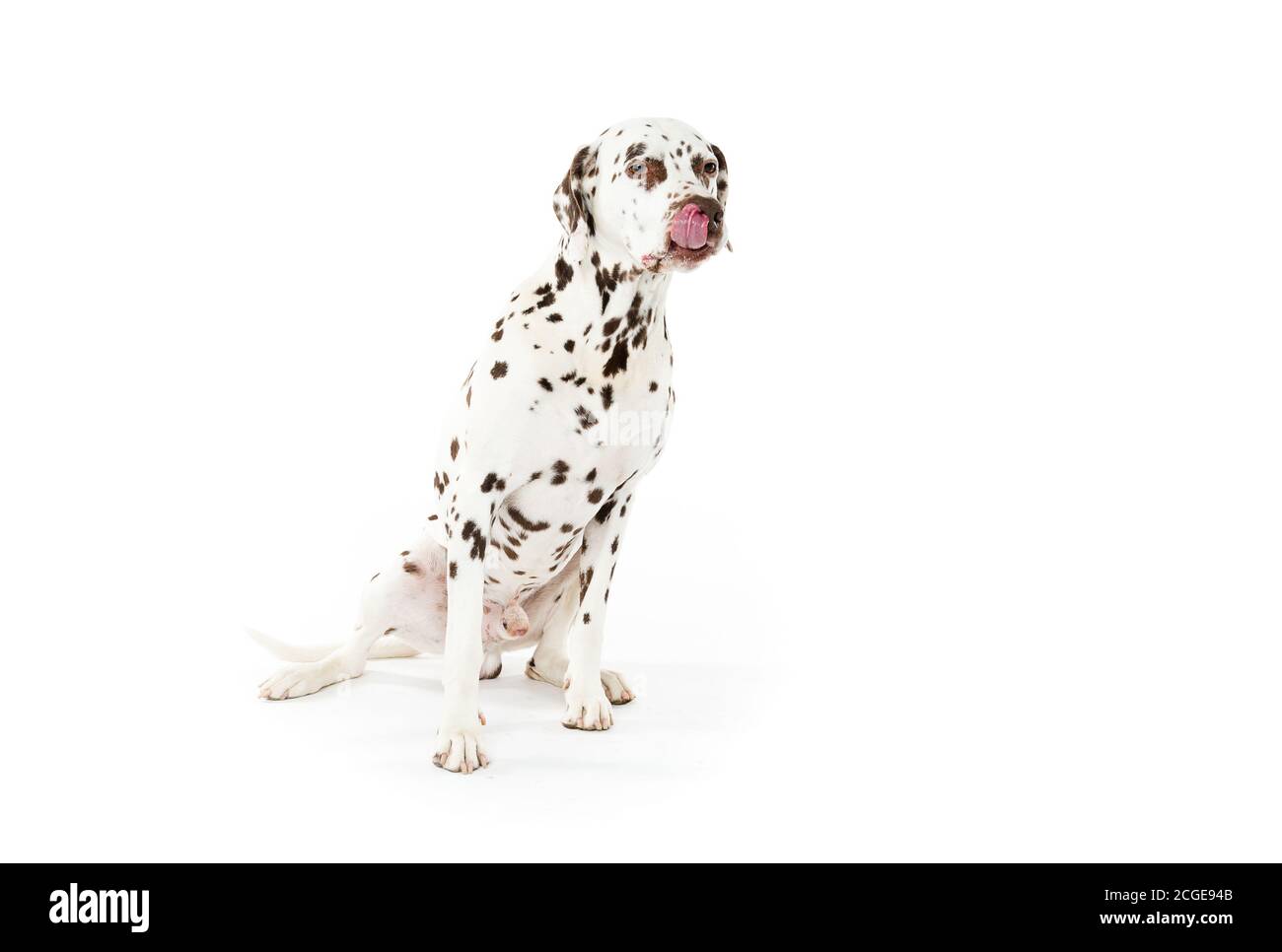 Bølack e cani dalmati bianchi macchiati isolati su sfondo bianco senza giunture in studio, di fronte fotocamera Foto Stock