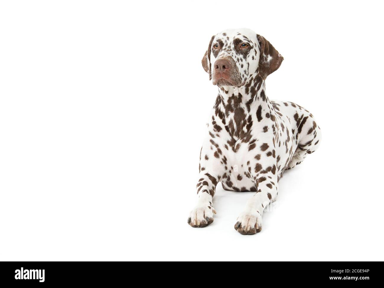 Bølack e cani dalmati bianchi macchiati isolati su sfondo bianco senza giunture in studio, di fronte fotocamera Foto Stock