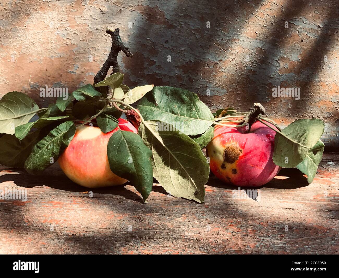 Due mele rosse mature appena raccolte con macchie e verde lascia ancora vita su un legno di scabro e metallo arrugginito Foto Stock