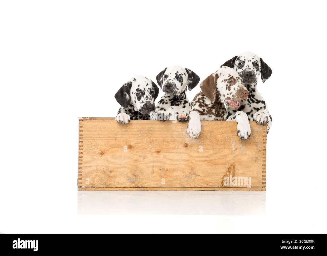 Bølack e cani dalmati bianchi macchiati isolati su sfondo bianco senza giunture in studio, di fronte fotocamera Foto Stock