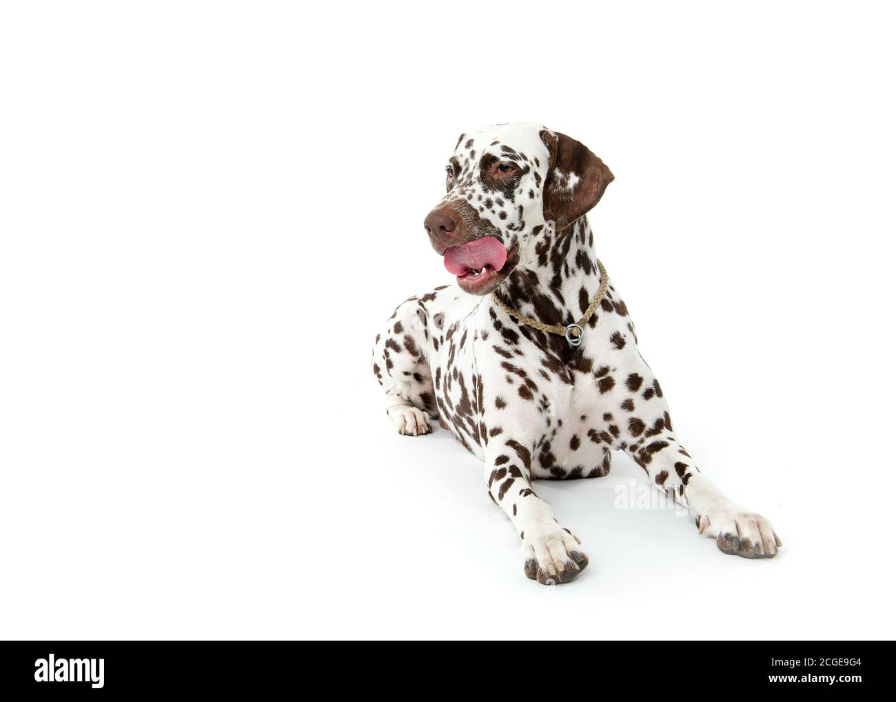 Bølack e cani dalmati bianchi macchiati isolati su sfondo bianco senza giunture in studio, di fronte fotocamera Foto Stock