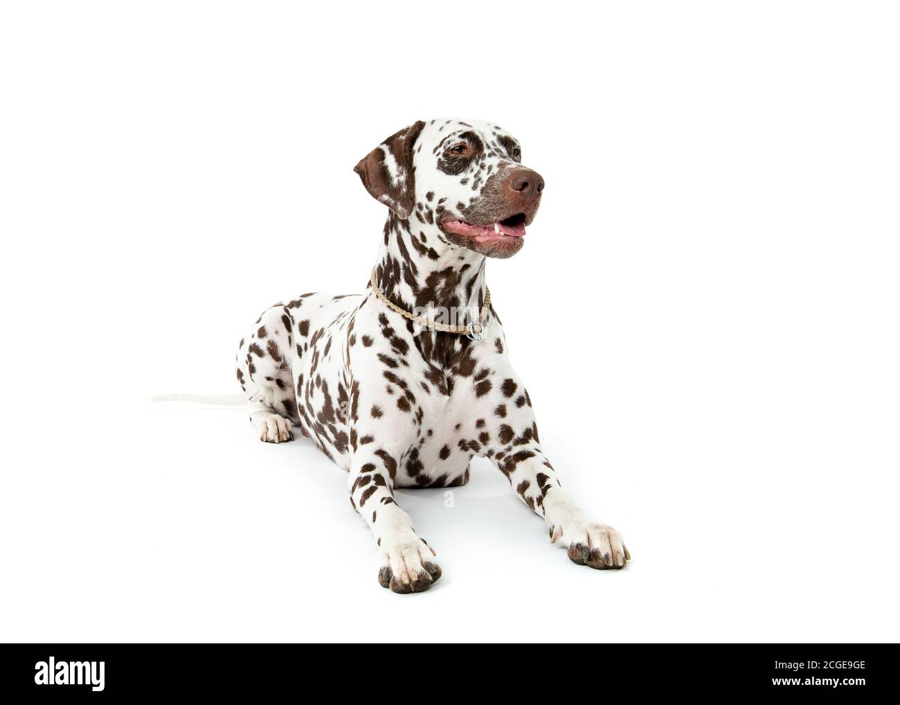 Bølack e cani dalmati bianchi macchiati isolati su sfondo bianco senza giunture in studio, di fronte fotocamera Foto Stock