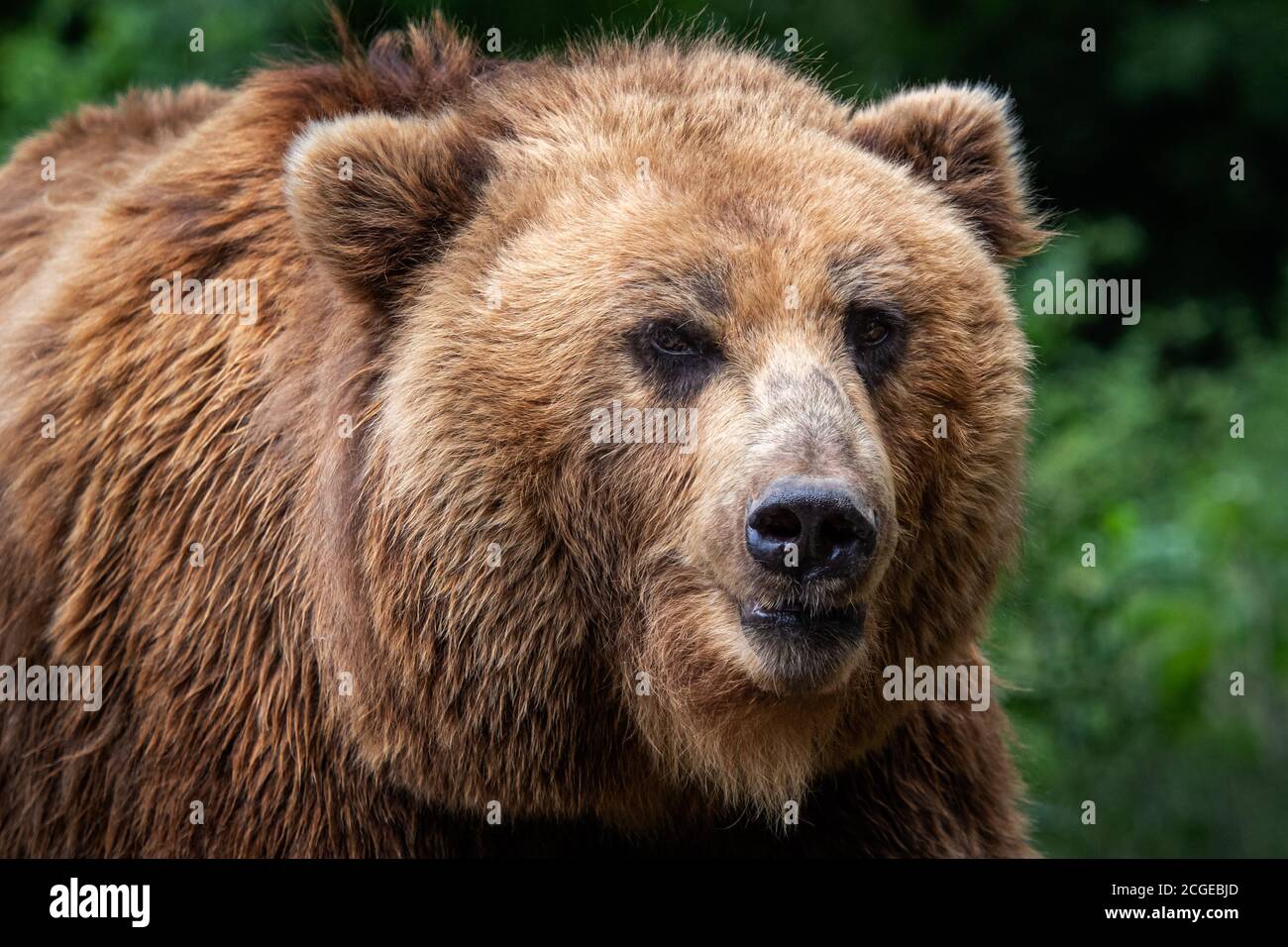 La Kamchatka l'orso bruno (Ursus arctos beringianus). Brown pelliccia, pericolo e aggressiva animale. Grande mammifero dalla Russia. Foto Stock