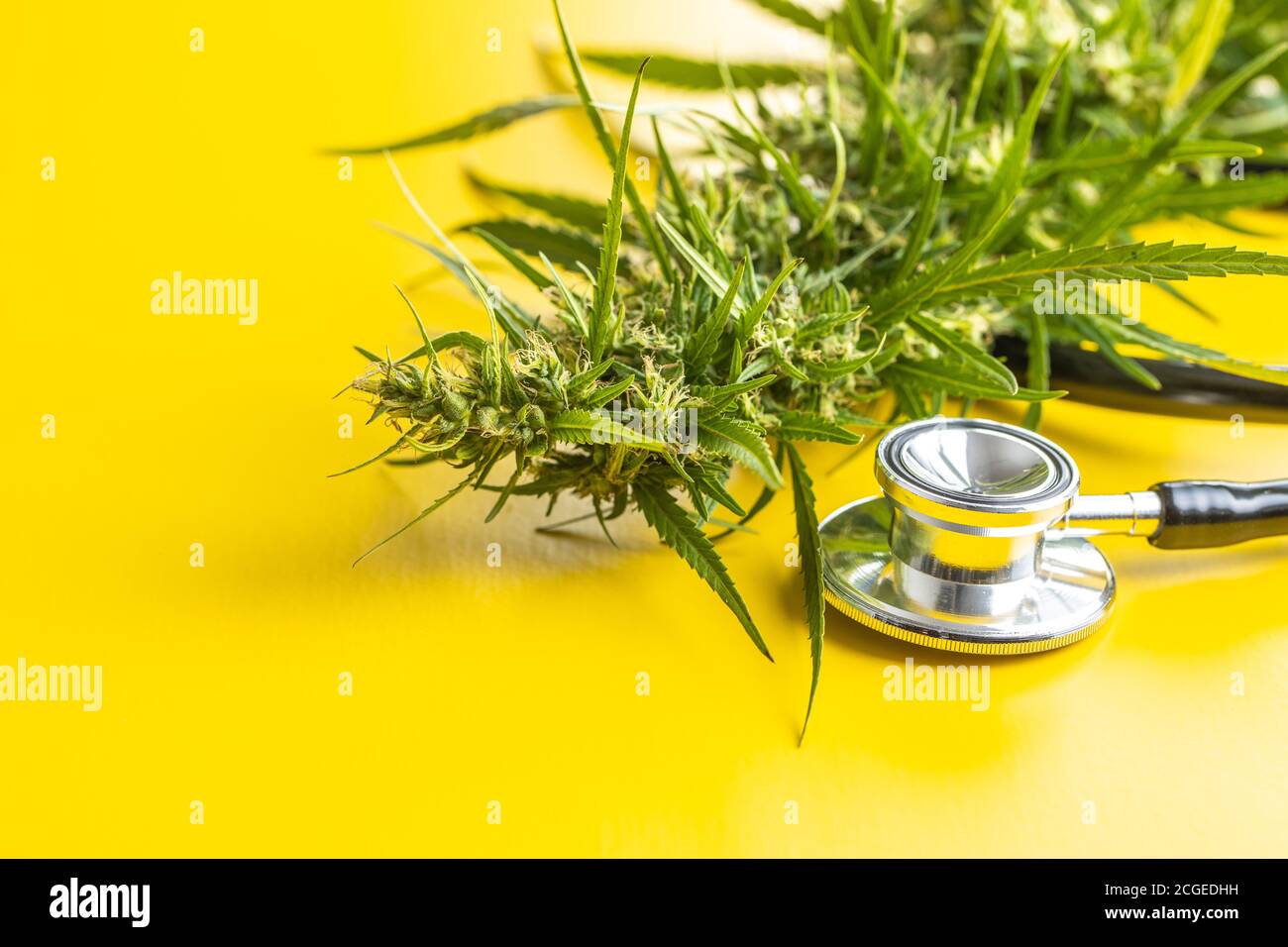 Fiori di germoglio di marijuana di cannabis e stetoscopio su sfondo giallo. Foto Stock