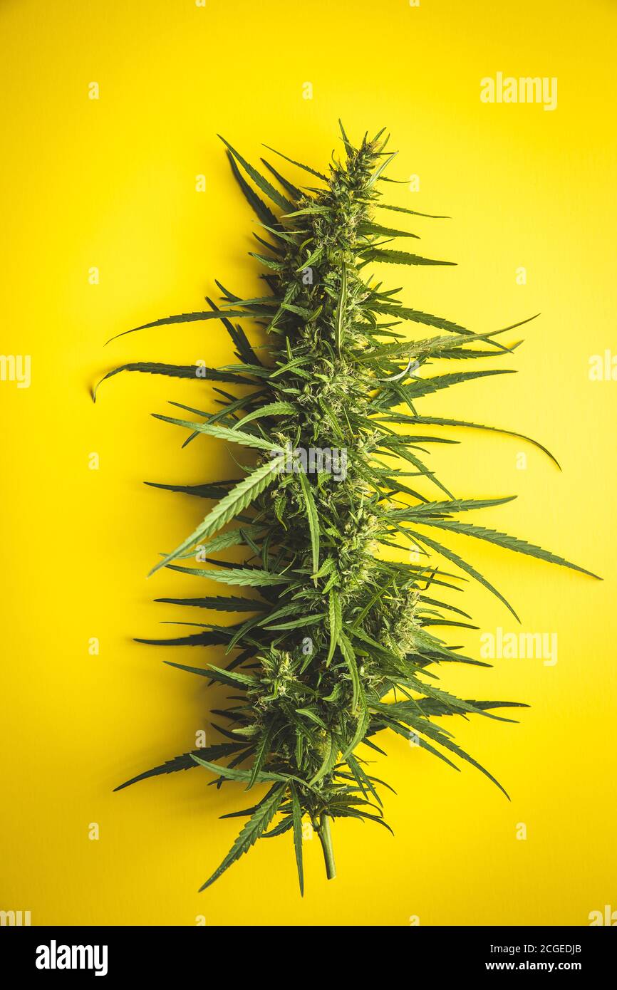 Fiori di germoglio di marijuana di cannabis su sfondo giallo. Vista dall'alto. Foto Stock