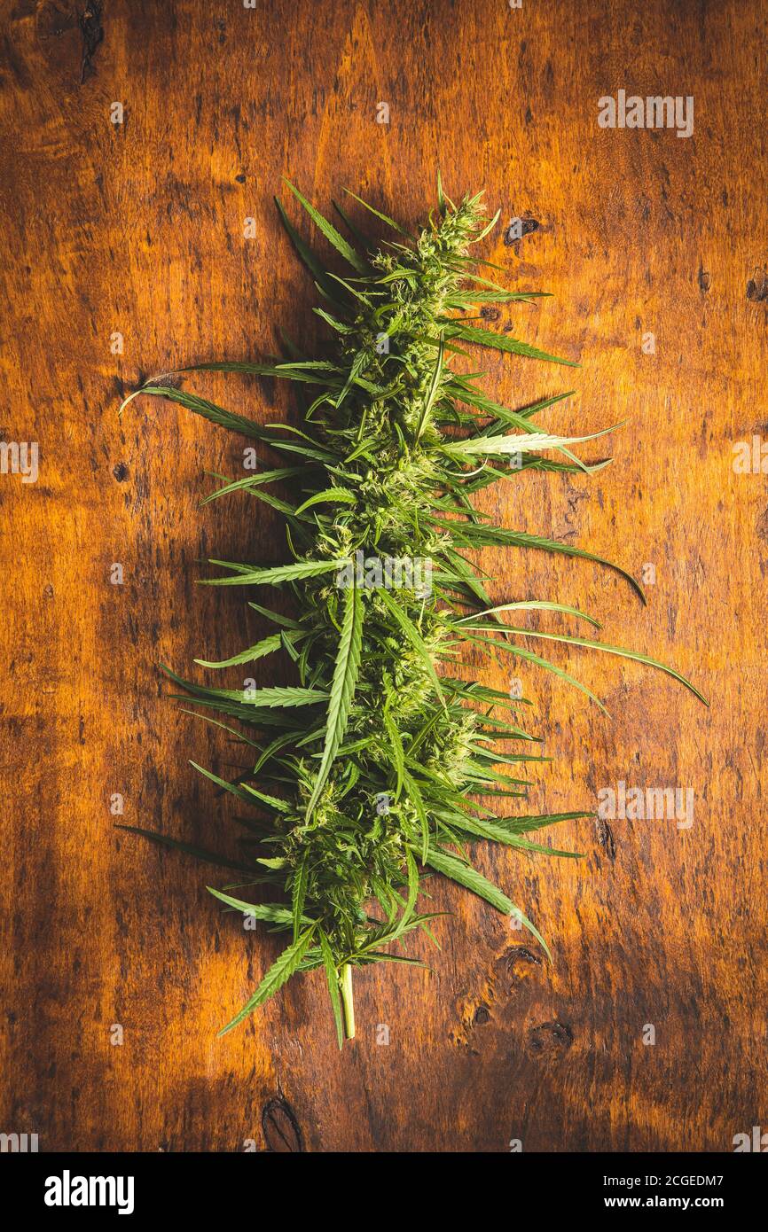 Fiori di germoglio di marijuana di cannabis su tavolo di legno. Vista dall'alto. Foto Stock