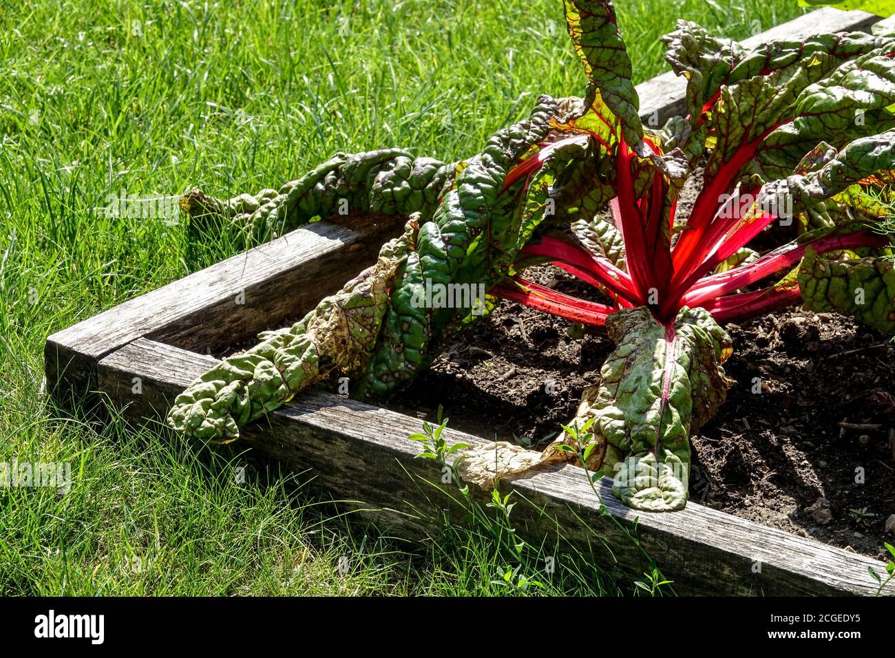 Sbiadimento rosso mangold in giardino di letto rialzato, malattia del bietola svizzera in orto bietola svizzera orto in crescita verdure Foto Stock