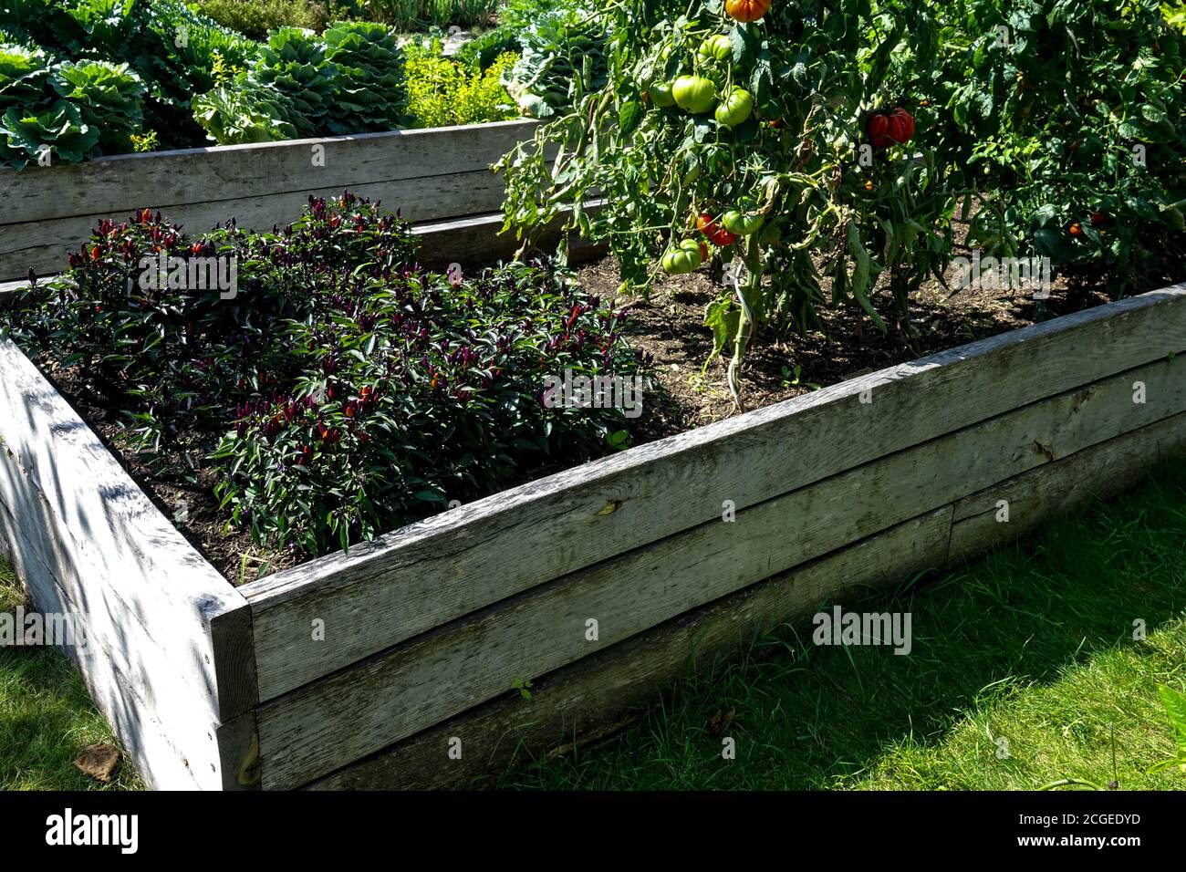 Giardino rialzato, grumi di peperoni e pomodori maturi, fine estate in un giardino di assegnazione Foto Stock