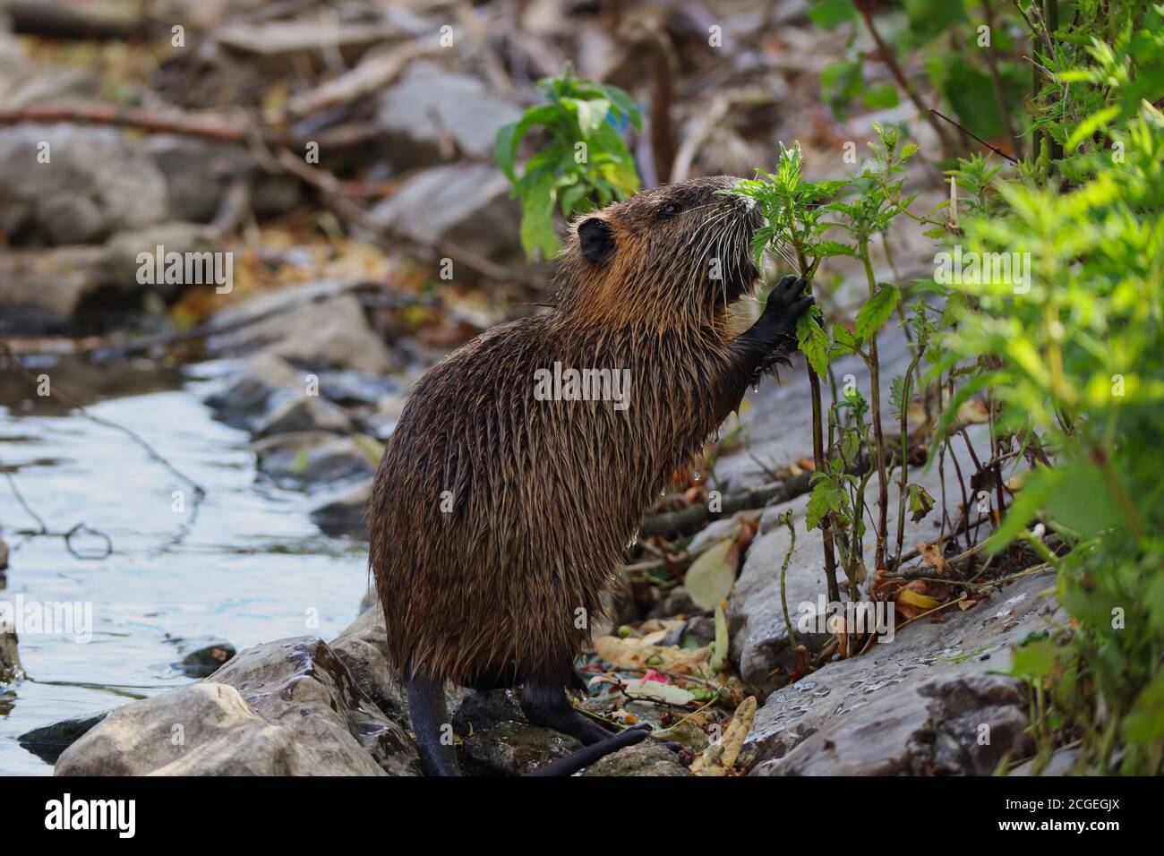 Il Coypu (Myocastor Coypus), conosciuto anche come Nutria, è grande, erbivoro, roditore semiacquatico. Fiume Rat mangiare pianta verde sulla riva del fiume Moldava. Foto Stock