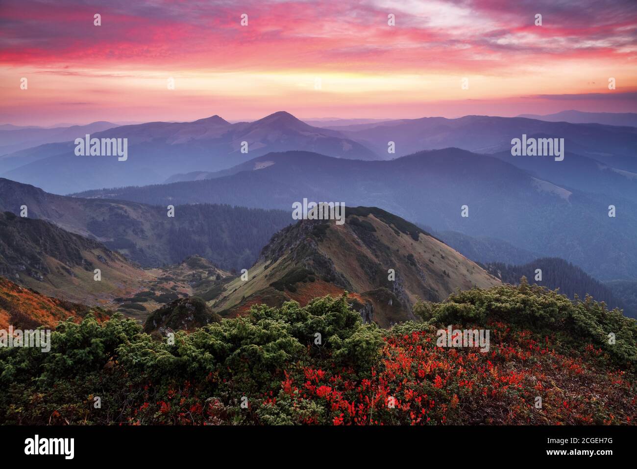 Paesaggio con splendido tramonto, cielo nuvoloso e orizzonte arancione colorato. Mattina d'autunno in alta montagna. Paesaggio naturale. Il prato con cespugli blu Foto Stock
