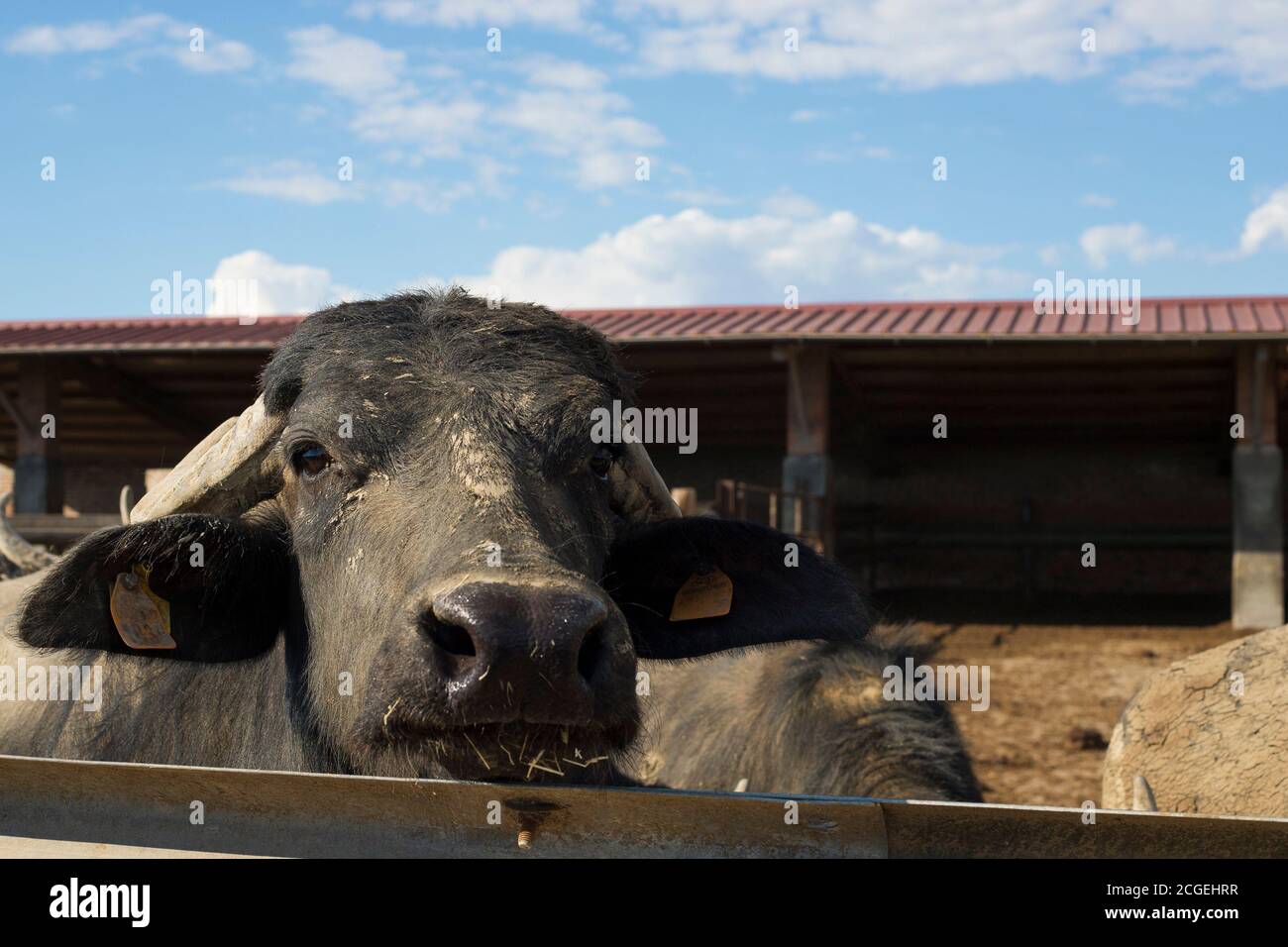 Bufalo italiano per adulti che guarda la macchina fotografica nel capannone di mucca all'aperto del bestiame italiano. Spazio di copia. Foto Stock