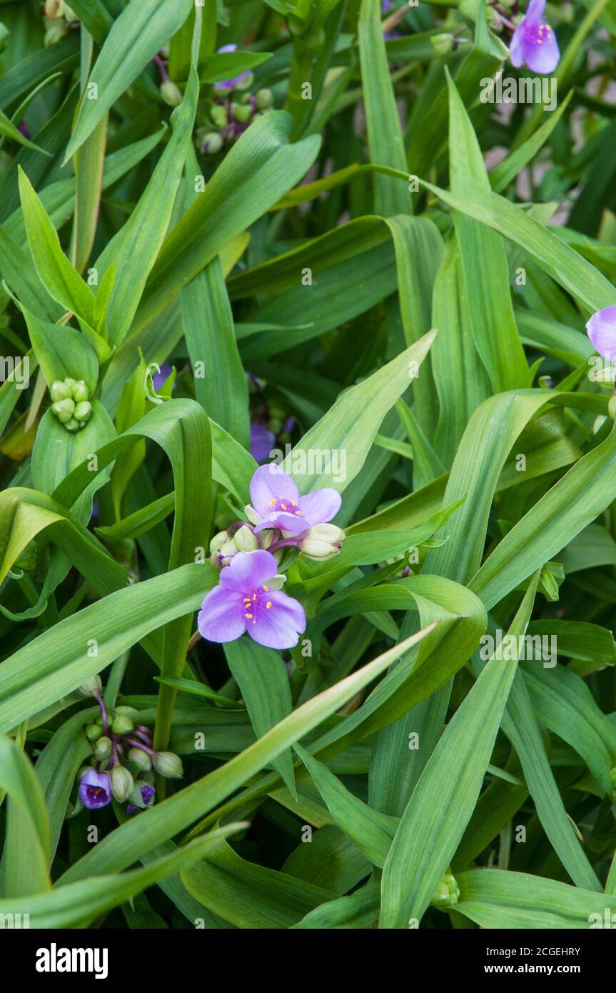 Tradescantia virginiana in un gruppo di fiori e boccioli.Impostare sullo sfondo di foglie. Foto Stock