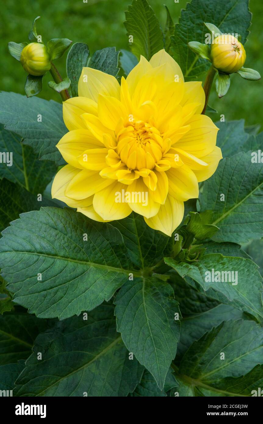 Primo piano di giallo Dahlia fiore e gemme UN tuberoso pianta che è un perenne deciduo e semirigido Foto Stock
