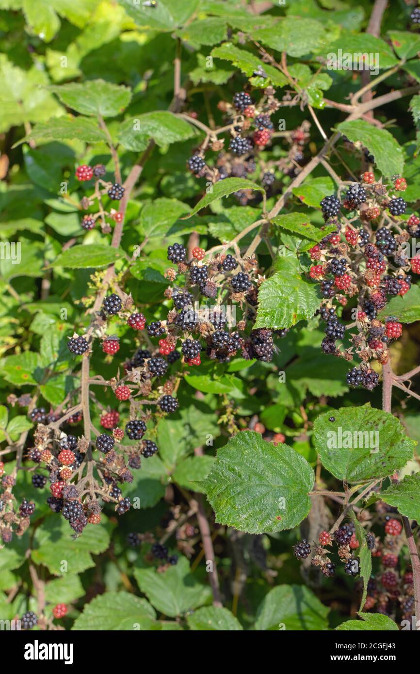 Bacche nere (Rubus fruticosus). Singoli segmenti, bacche, in diverse fasi di maturazione. Rampante, spargendo piante di hedgerow. Agosto, settembre. Foto Stock