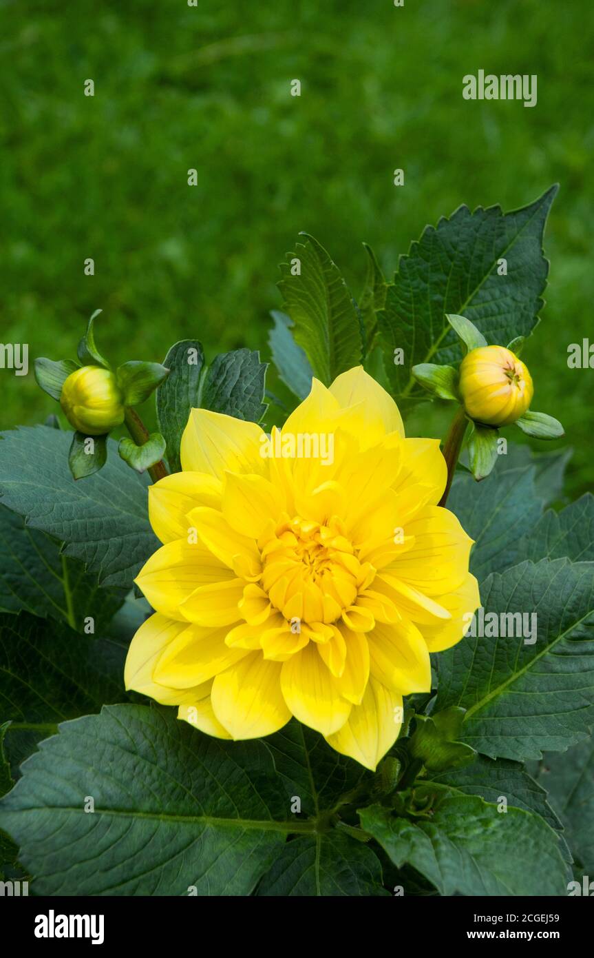 Primo piano di giallo Dahlia fiore e gemme UN tuberoso pianta che è un perenne deciduo e semirigido Foto Stock