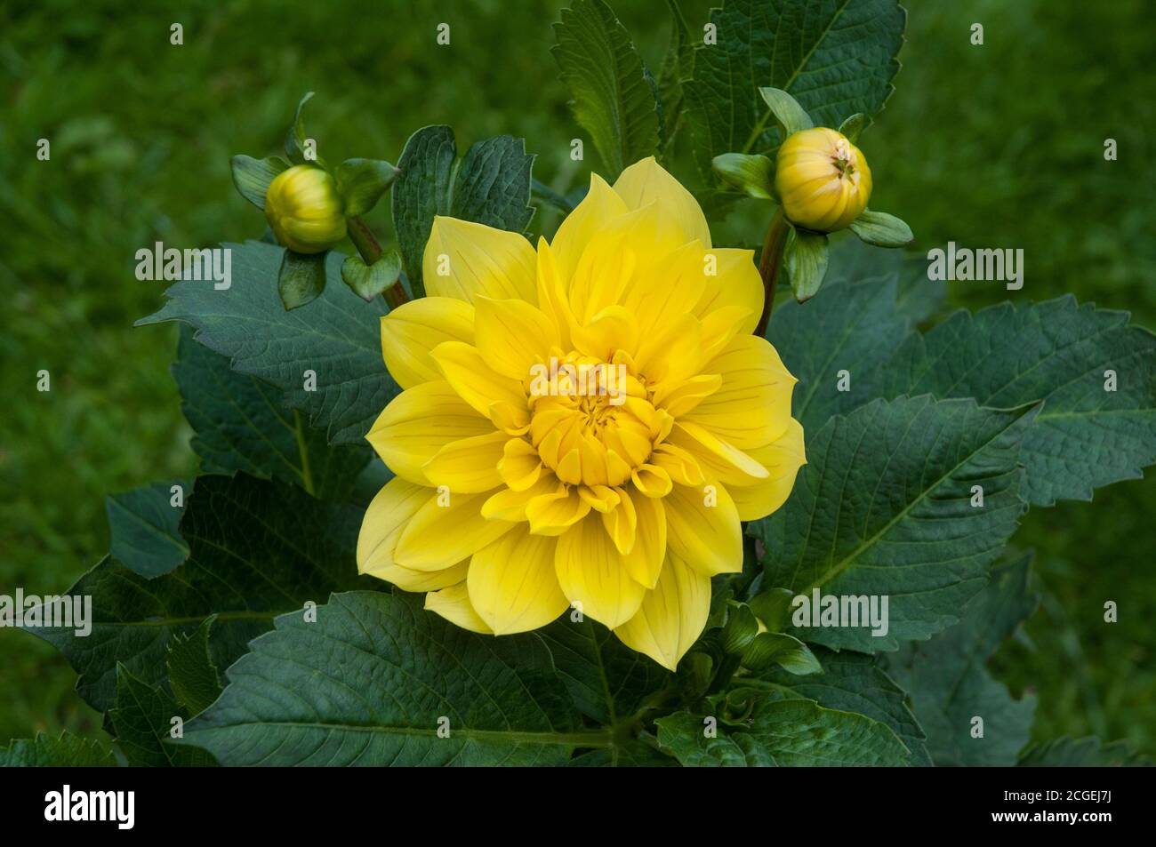 Primo piano di giallo Dahlia fiore e gemme UN tuberoso pianta che è un perenne deciduo e semirigido Foto Stock
