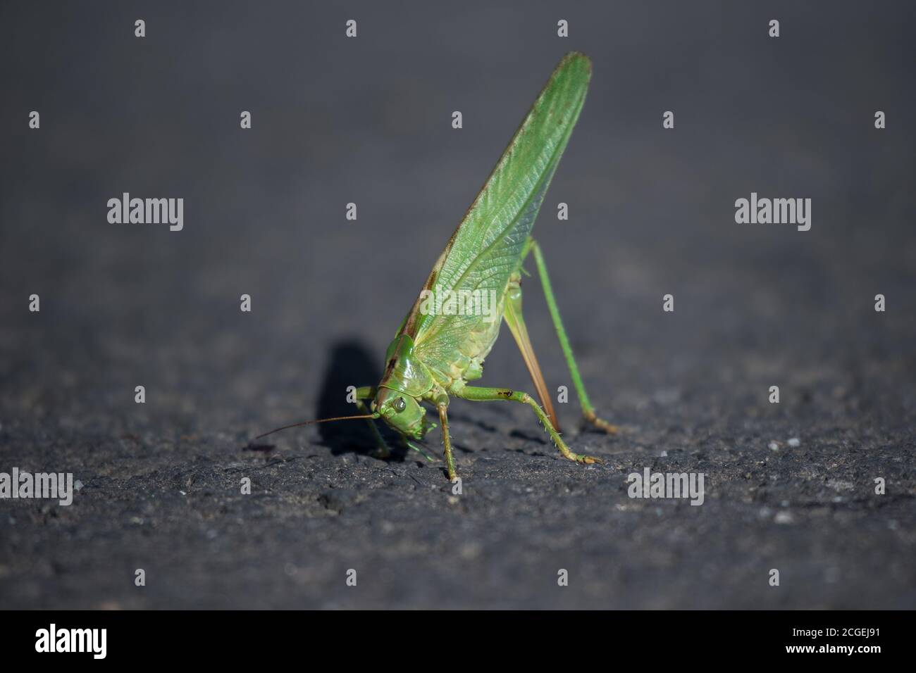 Femmina grande cespuglio-cricket verde (Tettigonia viridissima) con l'arto posteriore sinistro perso sta usando il suo ovipositore, l'organo di deposizione delle uova, per mantenere la sua ballanza. Foto Stock