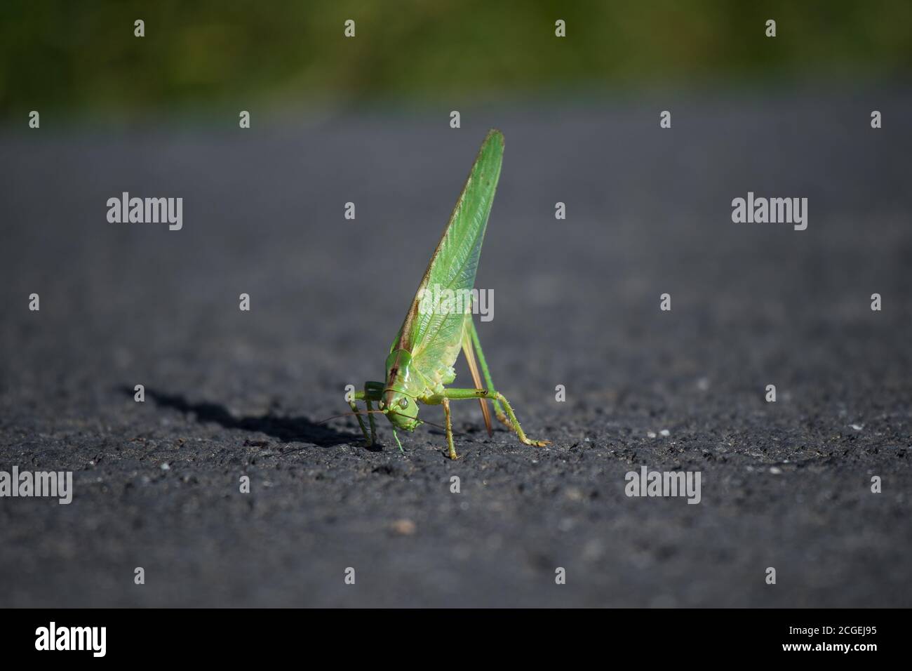 Femmina grande cespuglio-cricket verde (Tettigonia viridissima) con l'arto posteriore sinistro perso sta usando il suo ovipositore, l'organo di deposizione delle uova, per mantenere la sua ballanza. Foto Stock